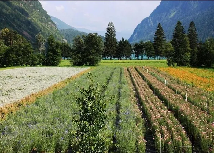 Han/Misafirhane Raselli Sport